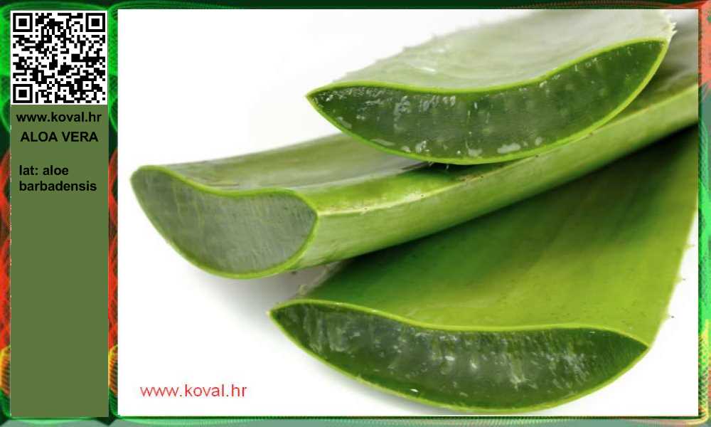vitamin in aloe vera Vitamin C + Aloe Vera Face Mist main image 0
